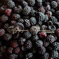 Малина КУМБЕРЛЕНД (Cumberland), Черная малина (КРУПНОМЕР!) Малина КУМБЕРЛЕНД (Cumberland), Черная малина (КРУПНОМЕР!)